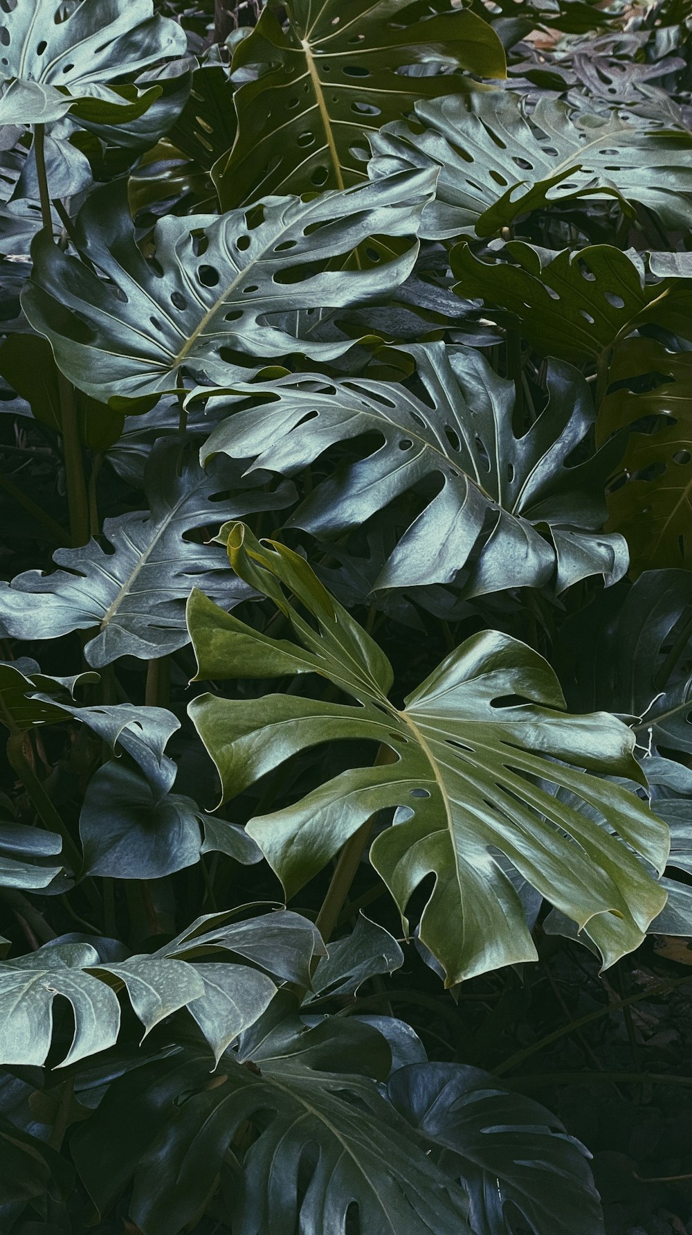 a close up of some leaves