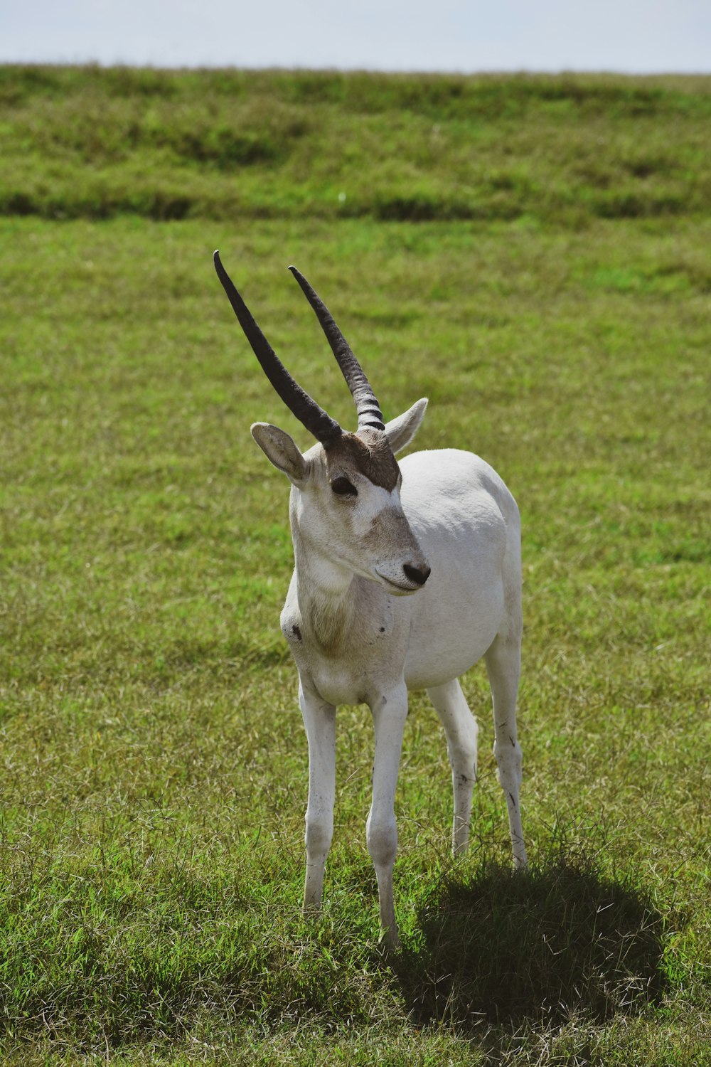 a white animal with horns