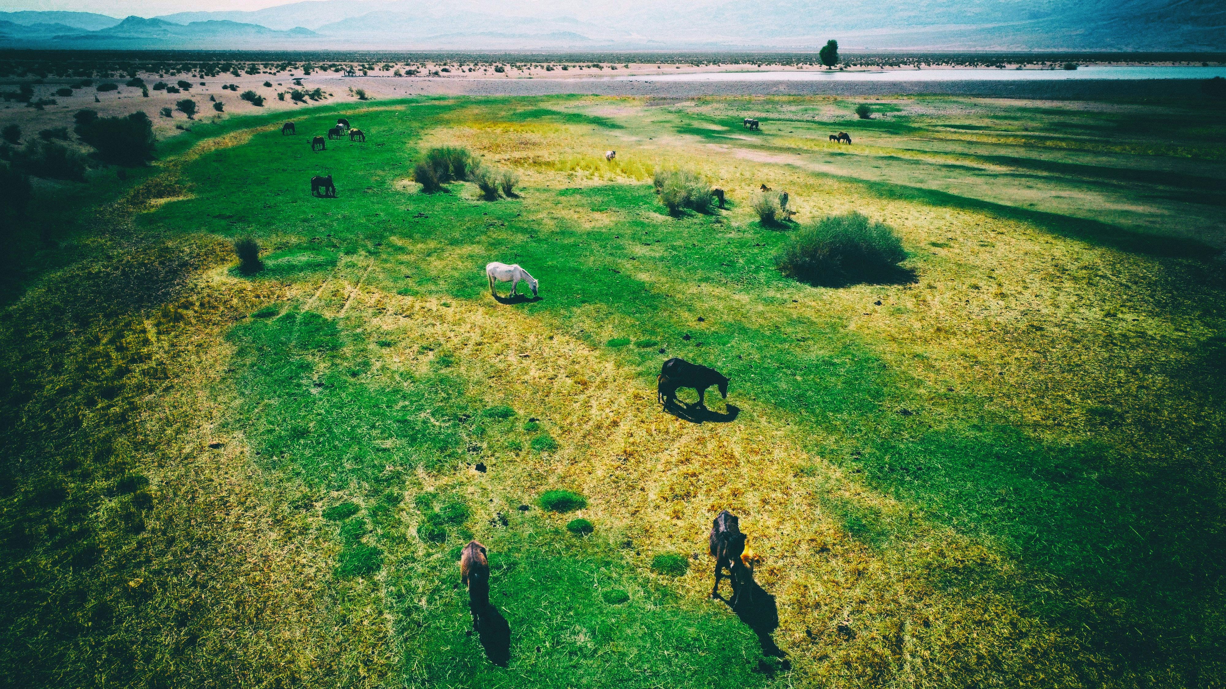 Khovd, Mongolia - Horses