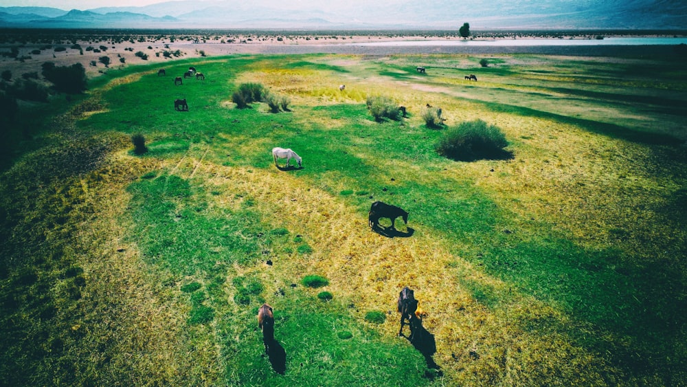 un campo de hierba con animales en él