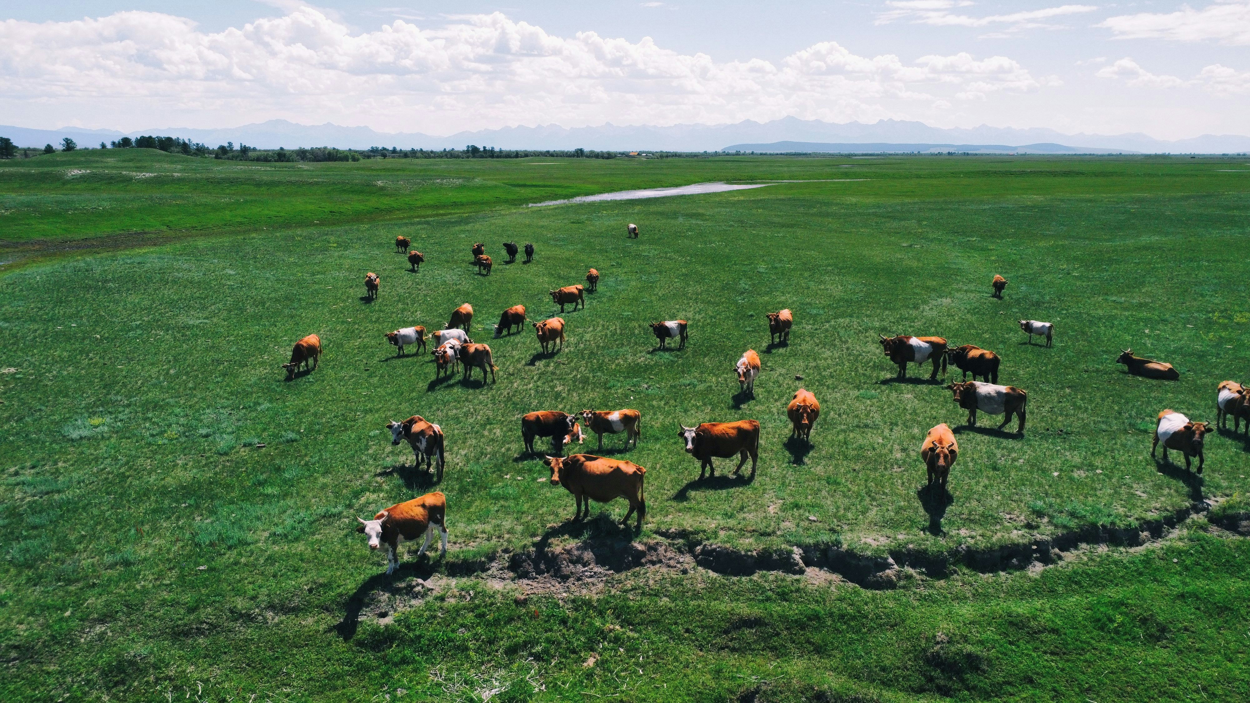 Regenerating Mongolian Grasslands