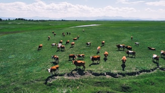 a herd of cattle grazing in a field