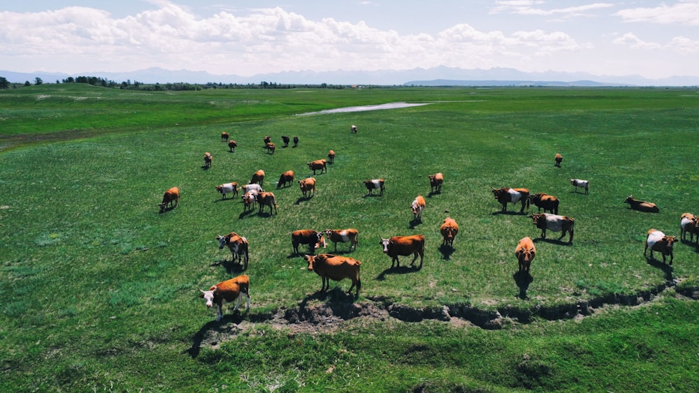 Un rebaño de ganado pastando en un campo
