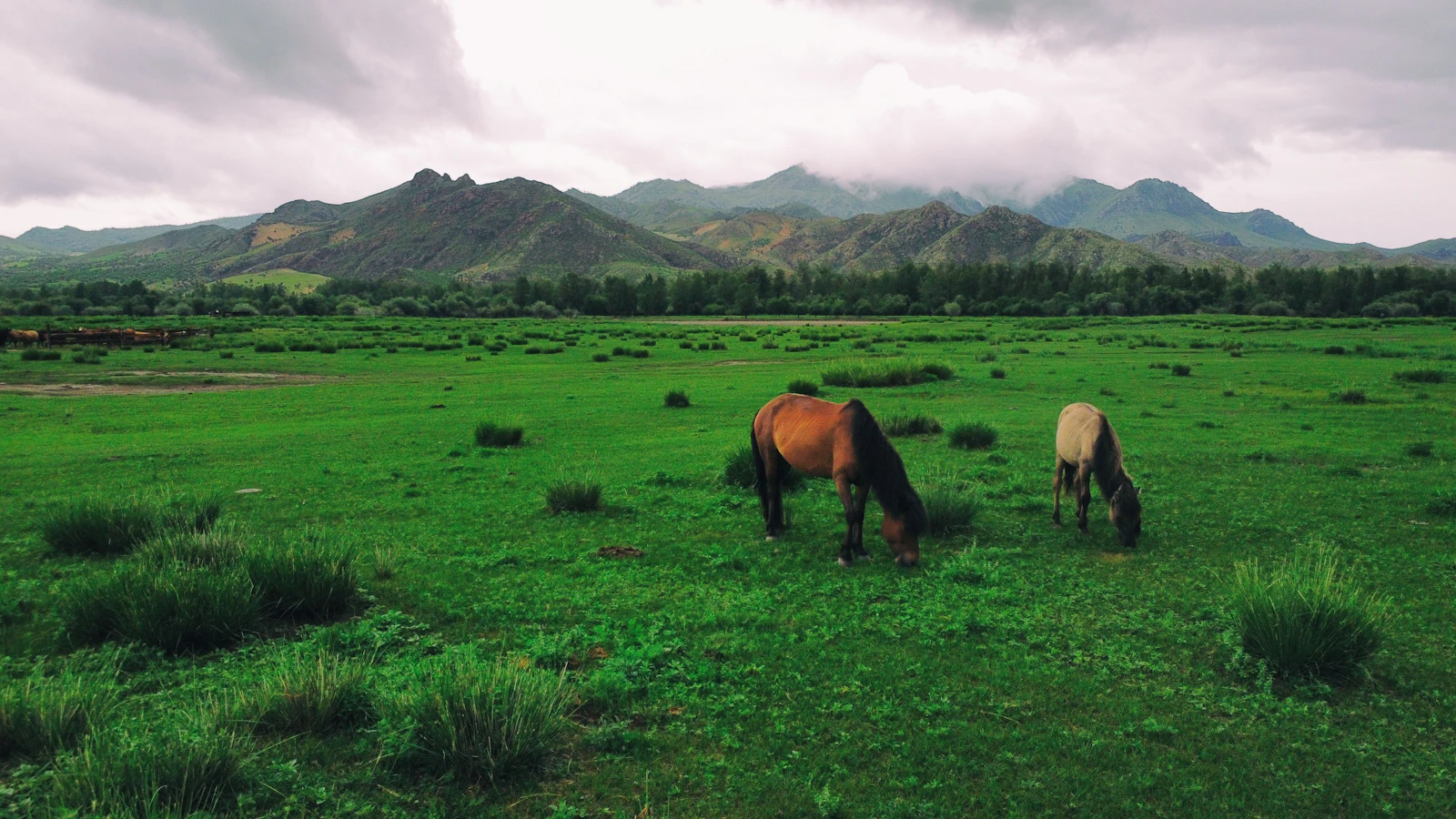 Horses grazing by the river