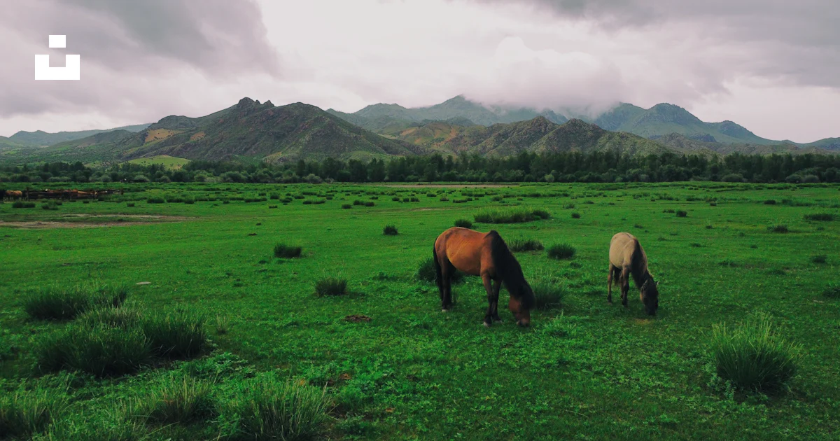 Grasen Horses grazing in a field photo – Free Mongolia Image on Unsplash
