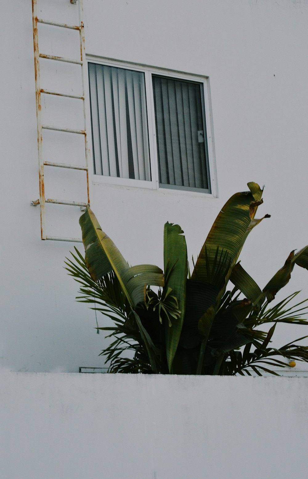 a plant in front of a building