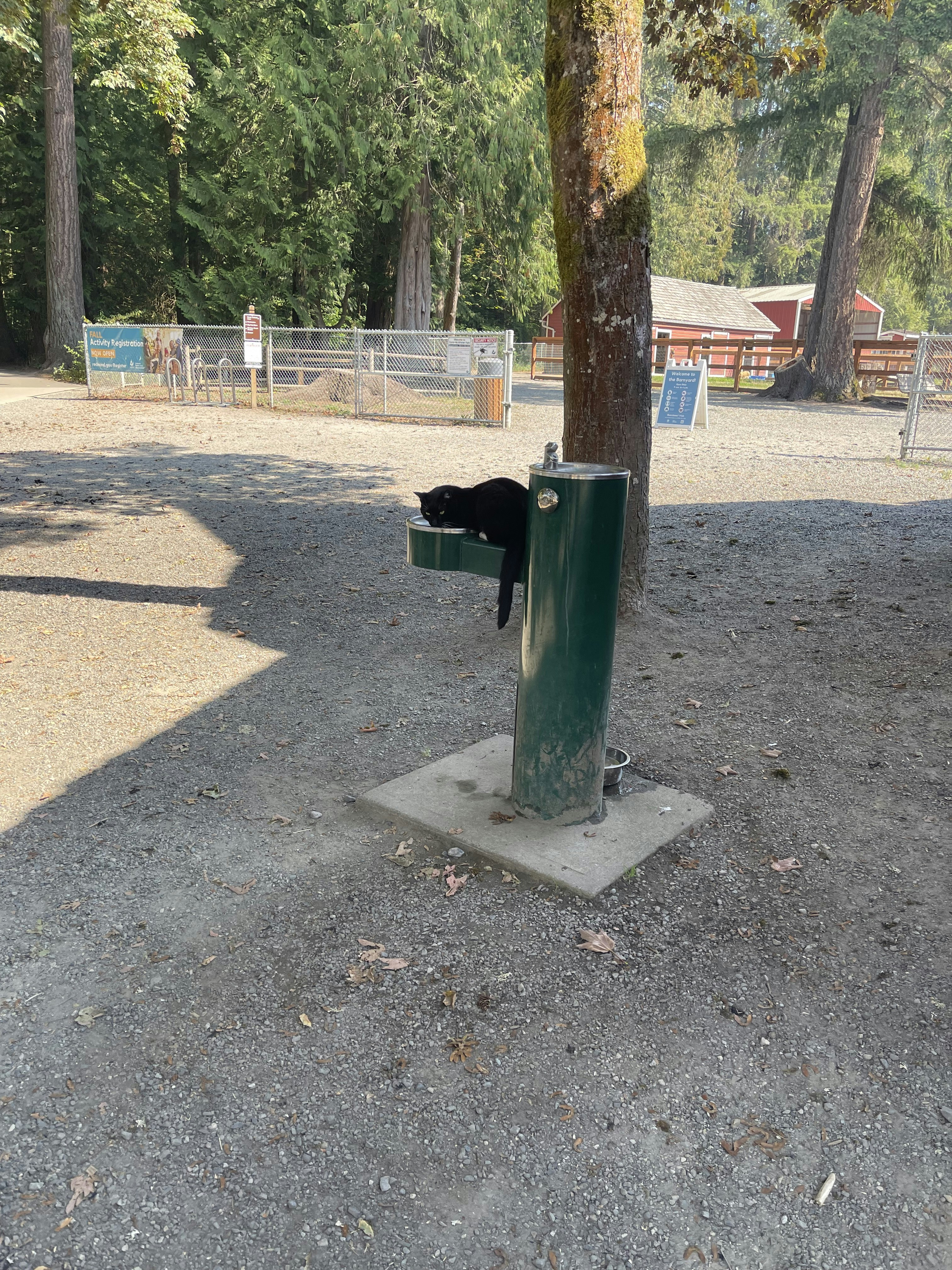 The Ultimate Guide to the Best Cat Water Fountains 2025