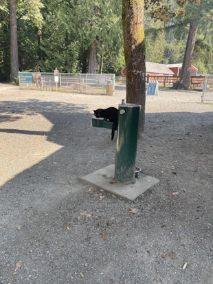 A black cat is lounging on a green water fountain in an outdoor setting. The area is surrounded by tall trees and there are fences and signs in the background with some buildings partially visible. The ground is covered with gravel.