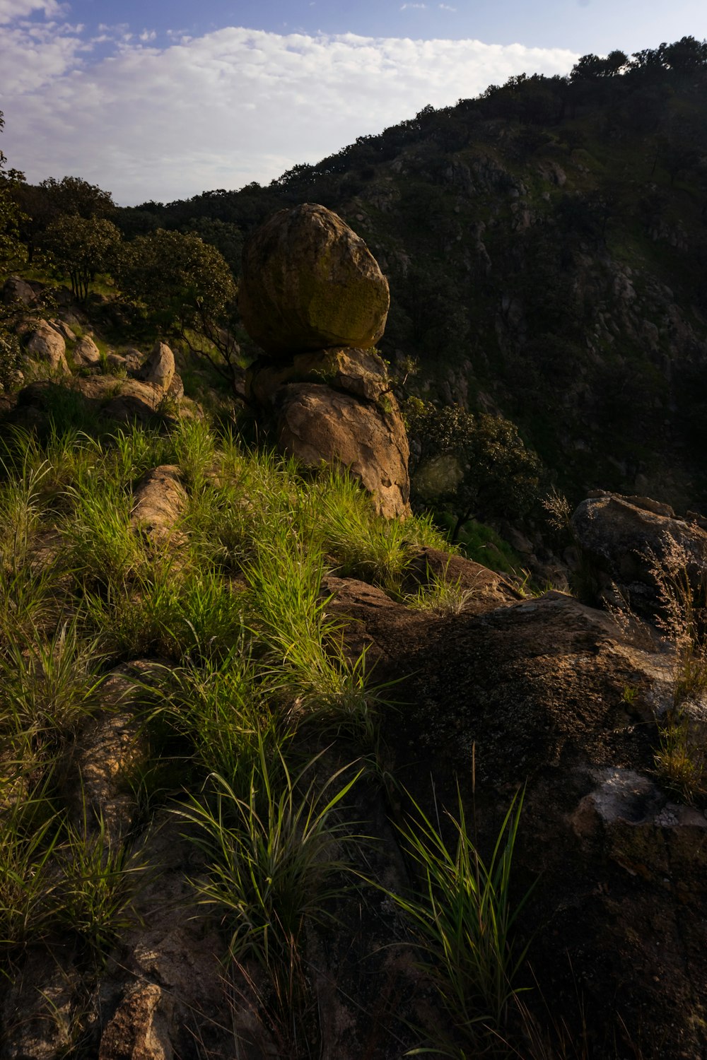 a rocky hillside with trees and plants