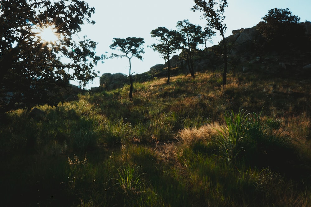 a grassy area with trees in it