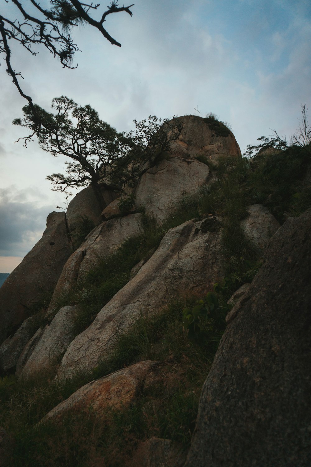 Un acantilado rocoso con árboles