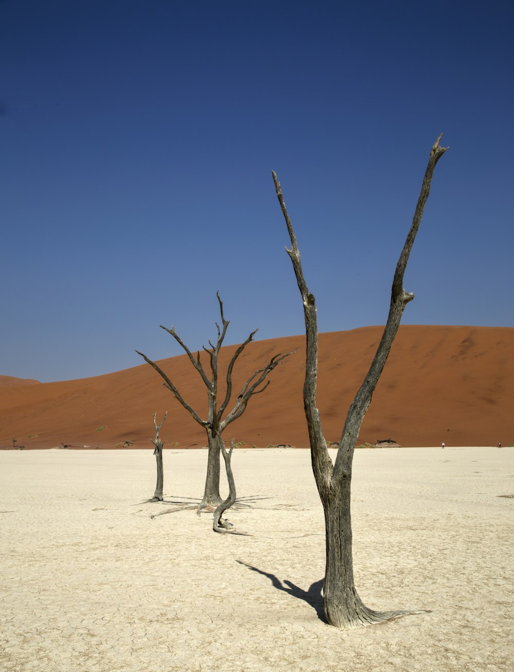 a group of trees in a desert