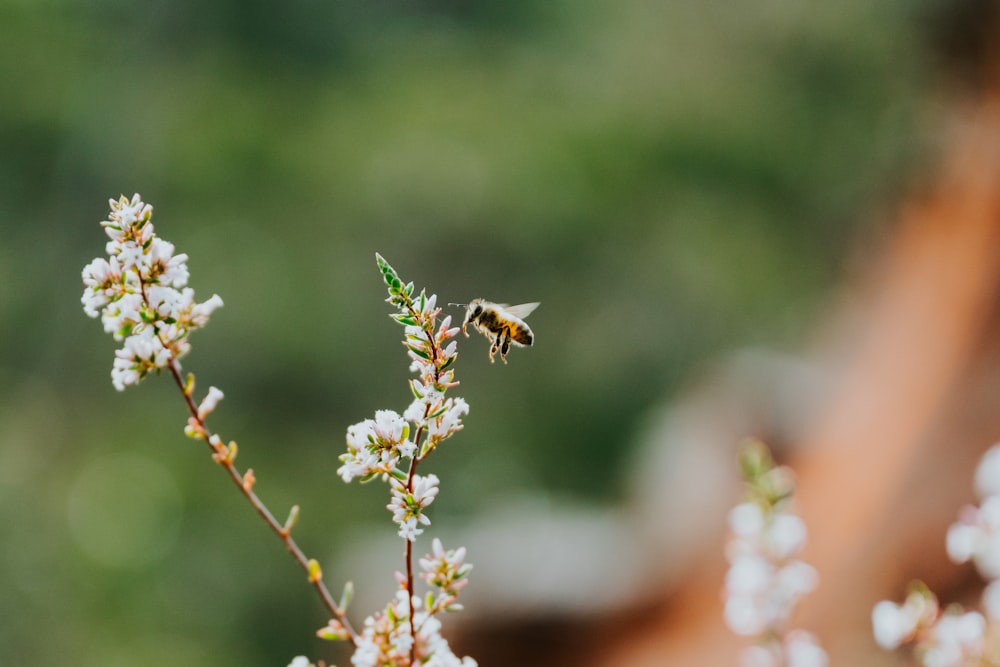 a bee on a flower