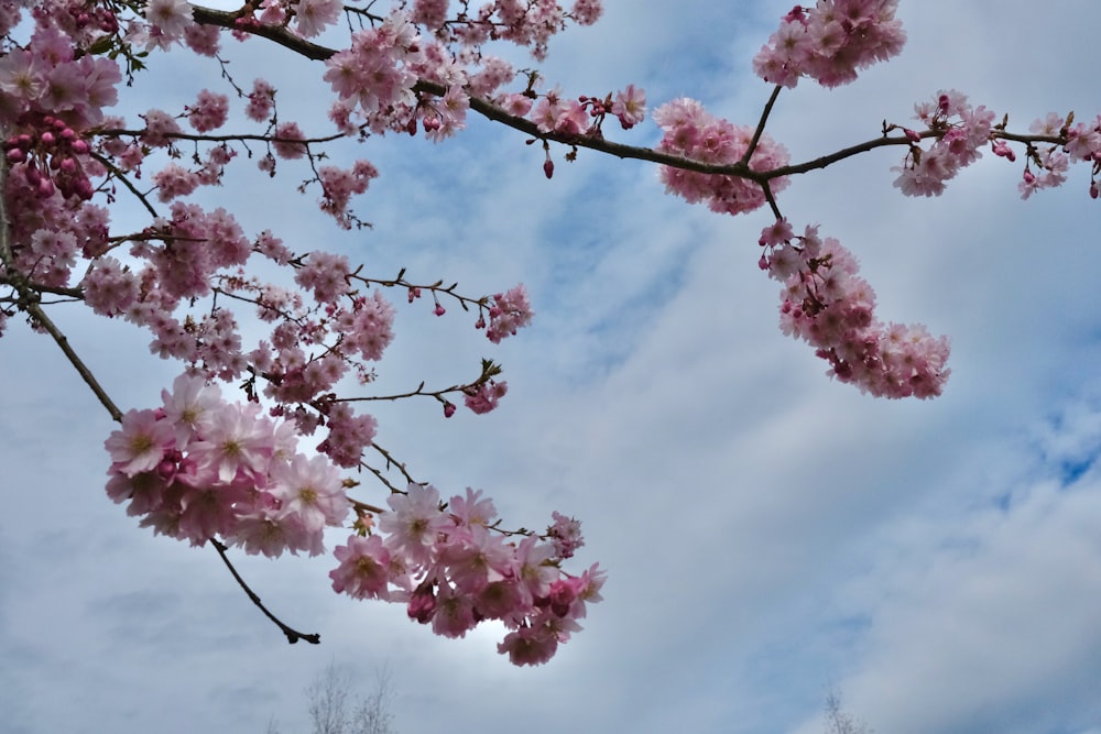 a tree with pink flowers