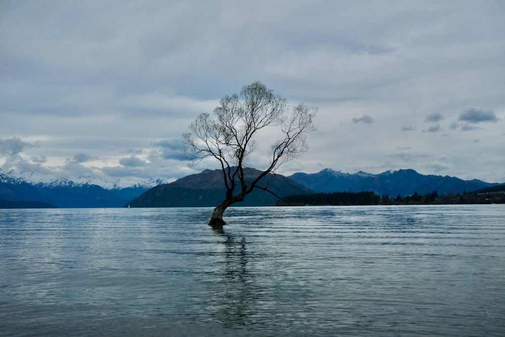 a tree in a body of water