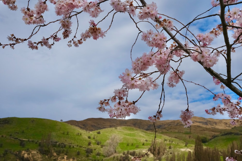 pink flowers on a tree