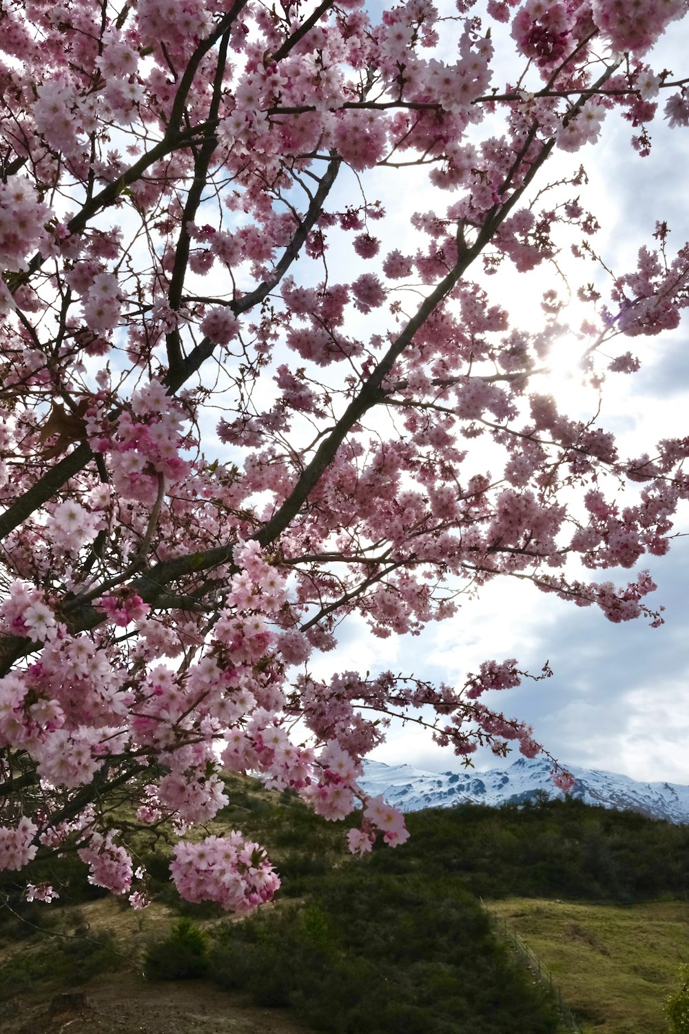 a tree with pink flowers