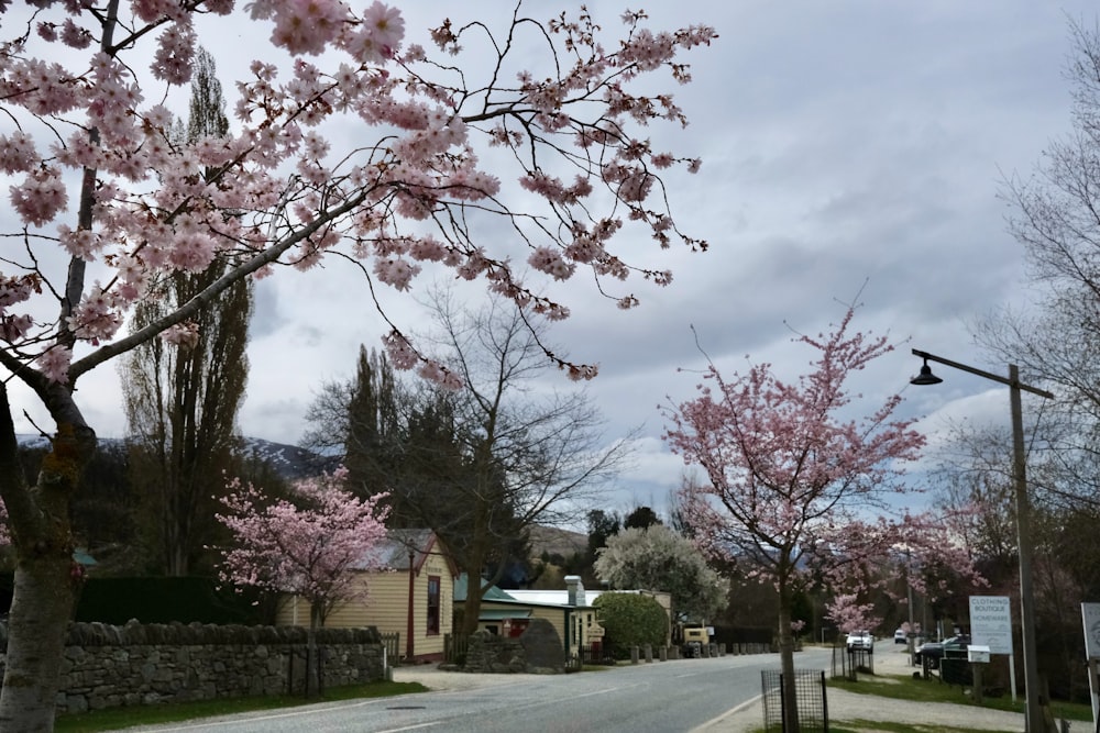 a road with trees on the side