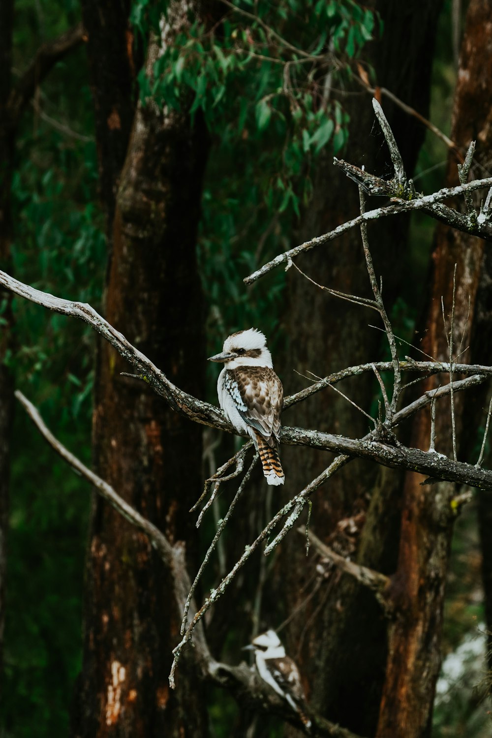 a bird sitting on a tree branch