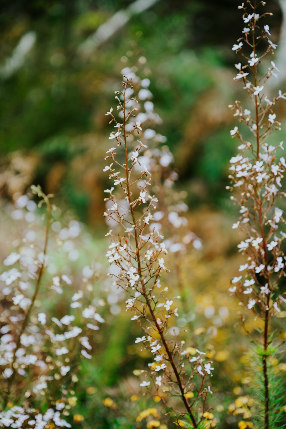 a close up of a plant