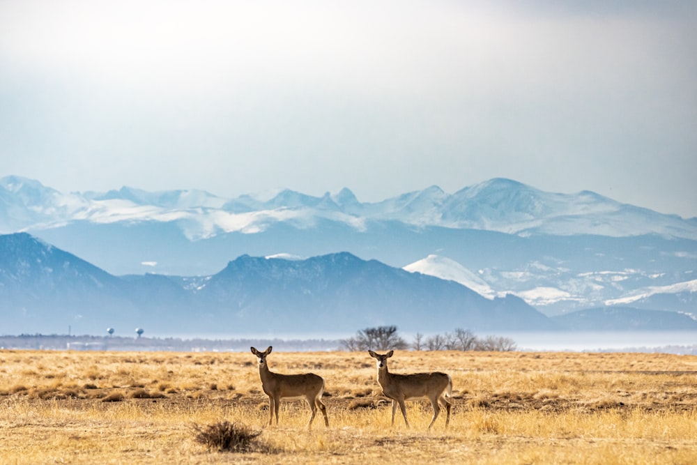 a couple deer in a field with mountains in the background