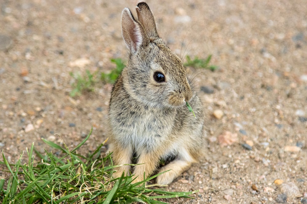 a rabbit sitting on the ground
