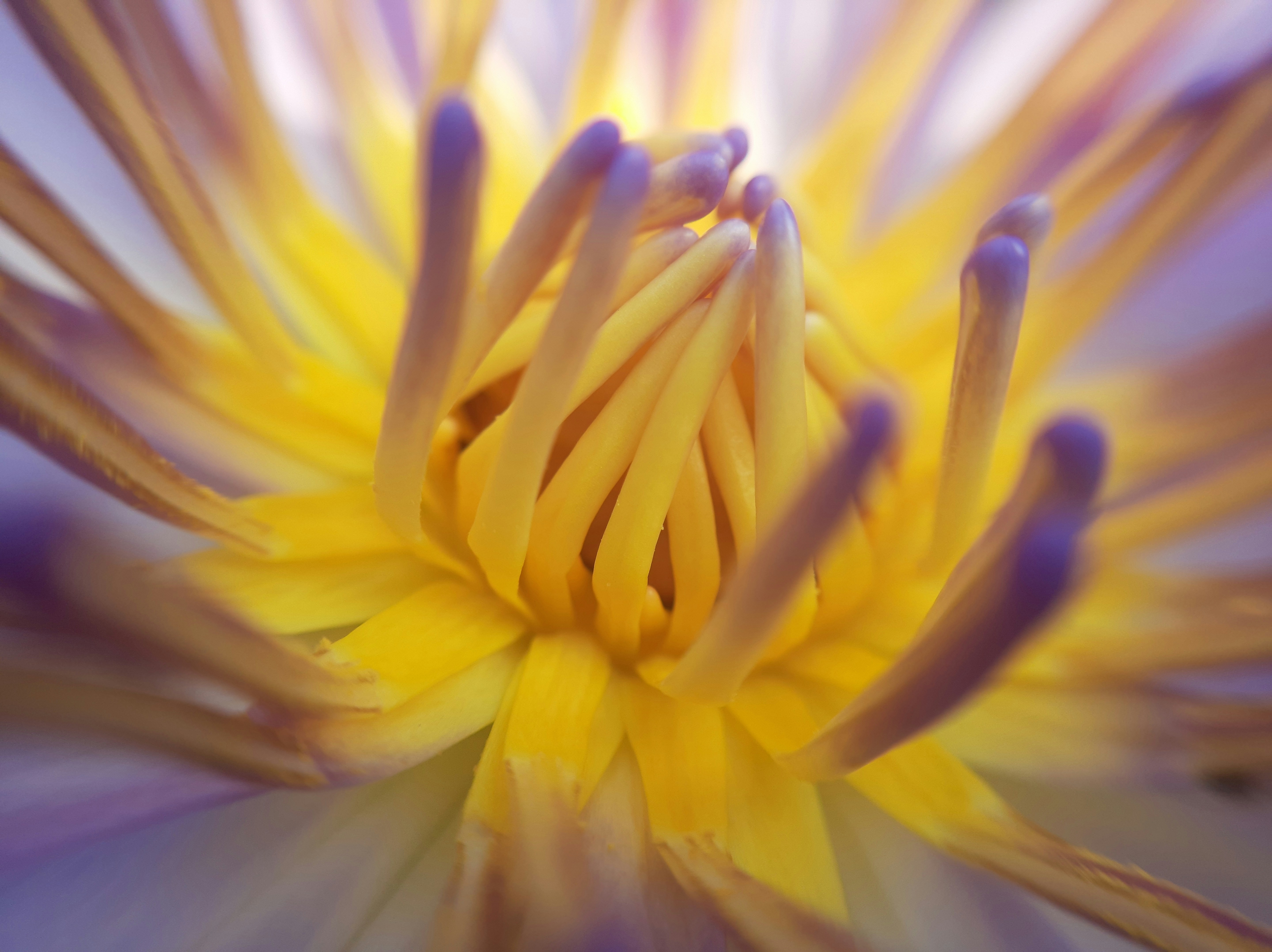 Photo by toushifalam