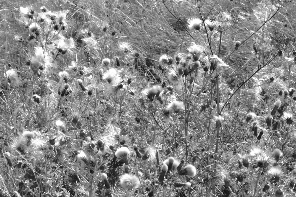 a field of flowers