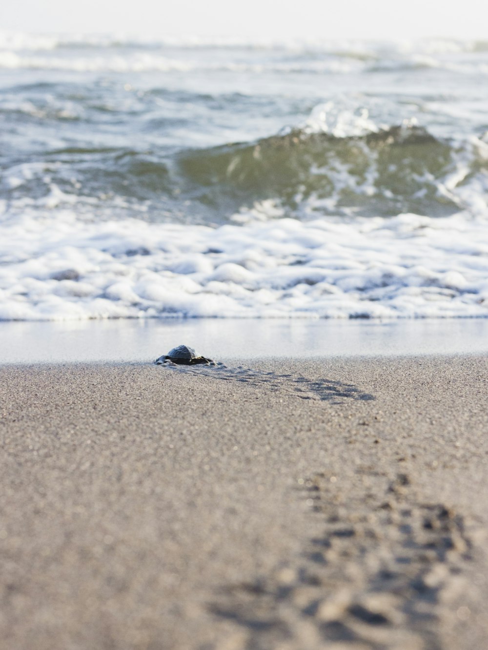 Eine Robbe am Strand