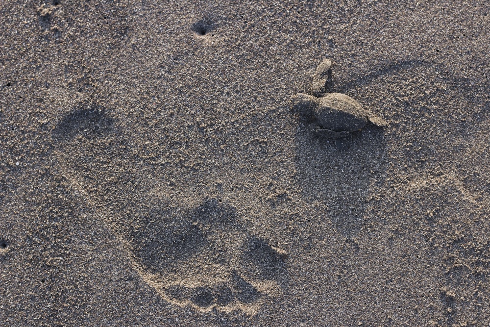 a crab on sand