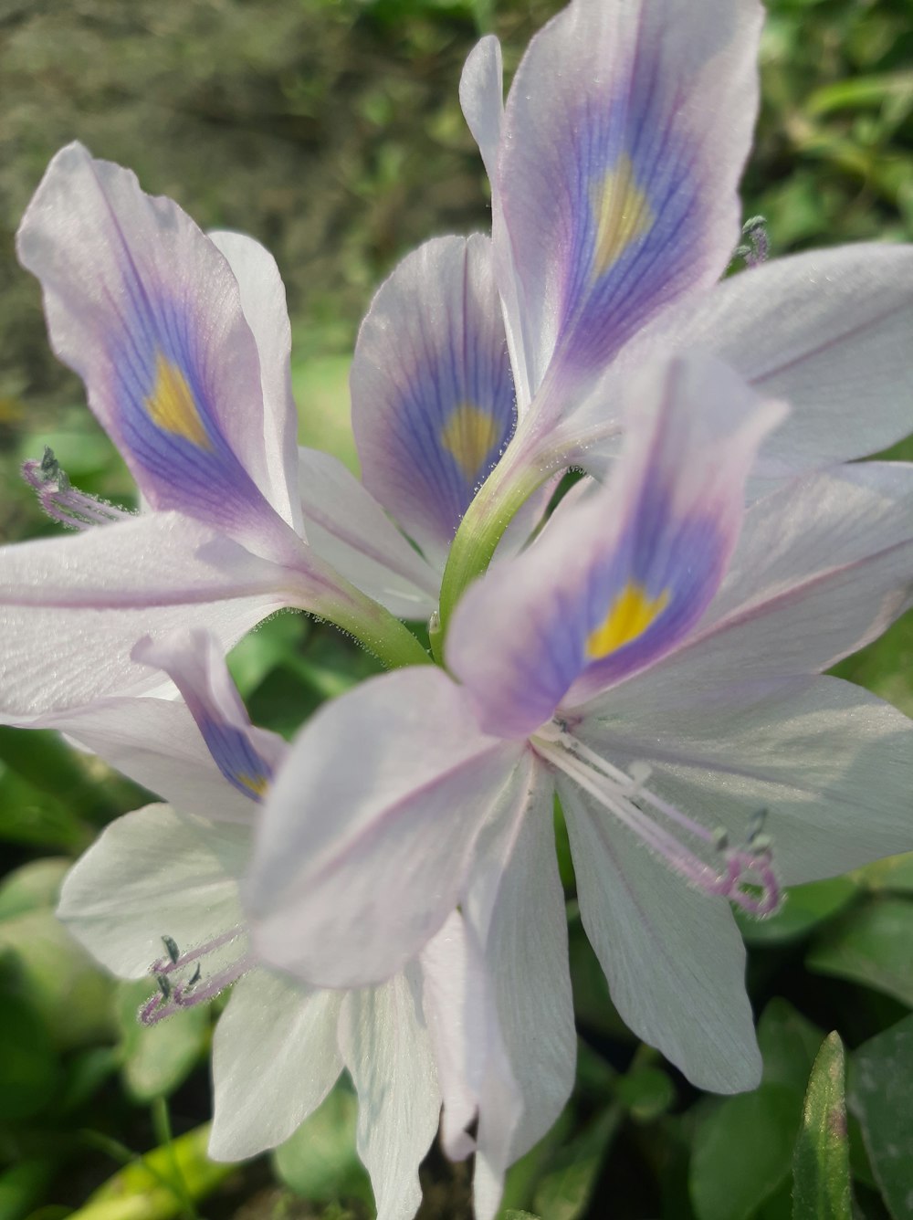 a close up of a flower