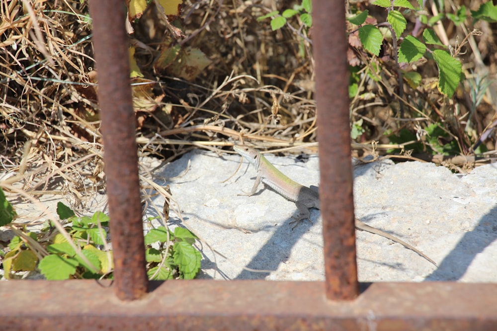 a lizard on a ledge