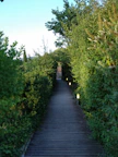 Pathway through the glamping site lined with natural plants and soft lantern lighting.