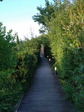 Winding forest path surrounded by lush greenery and vintage lanterns.
