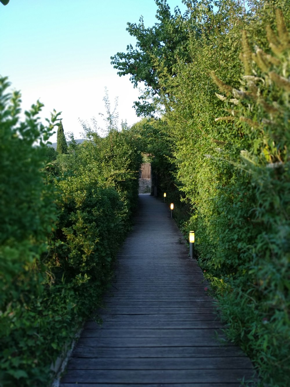 a wooden walkway through a forest