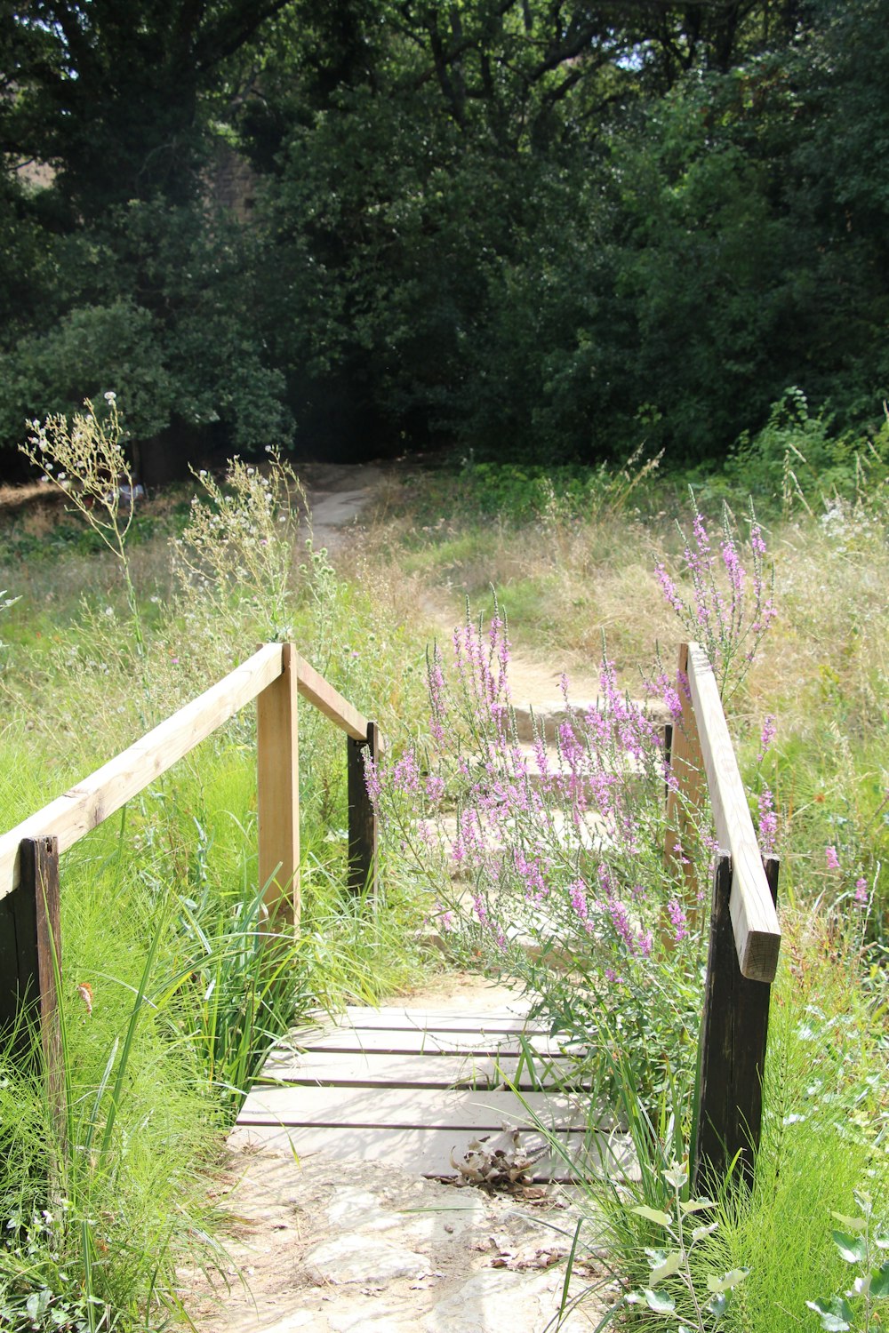 a path with plants and trees on the side