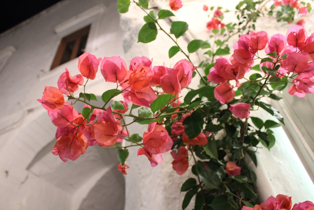 a plant with pink flowers