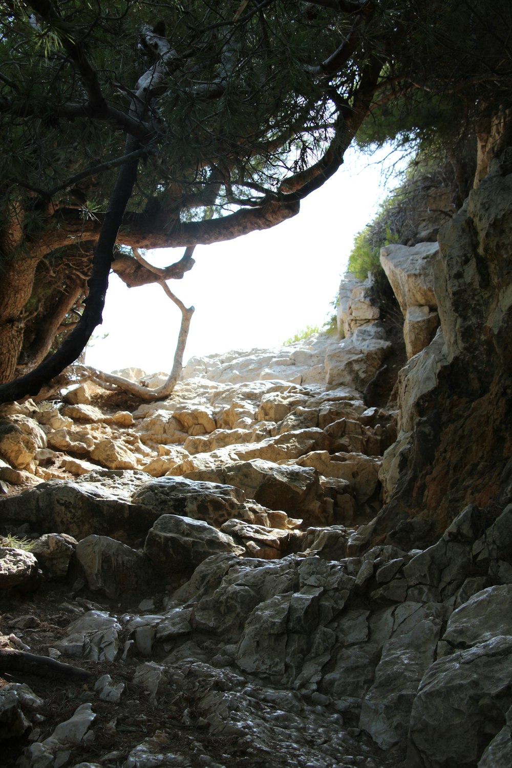 a rocky area with trees