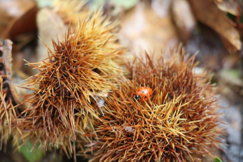 a ladybug on a pinecone