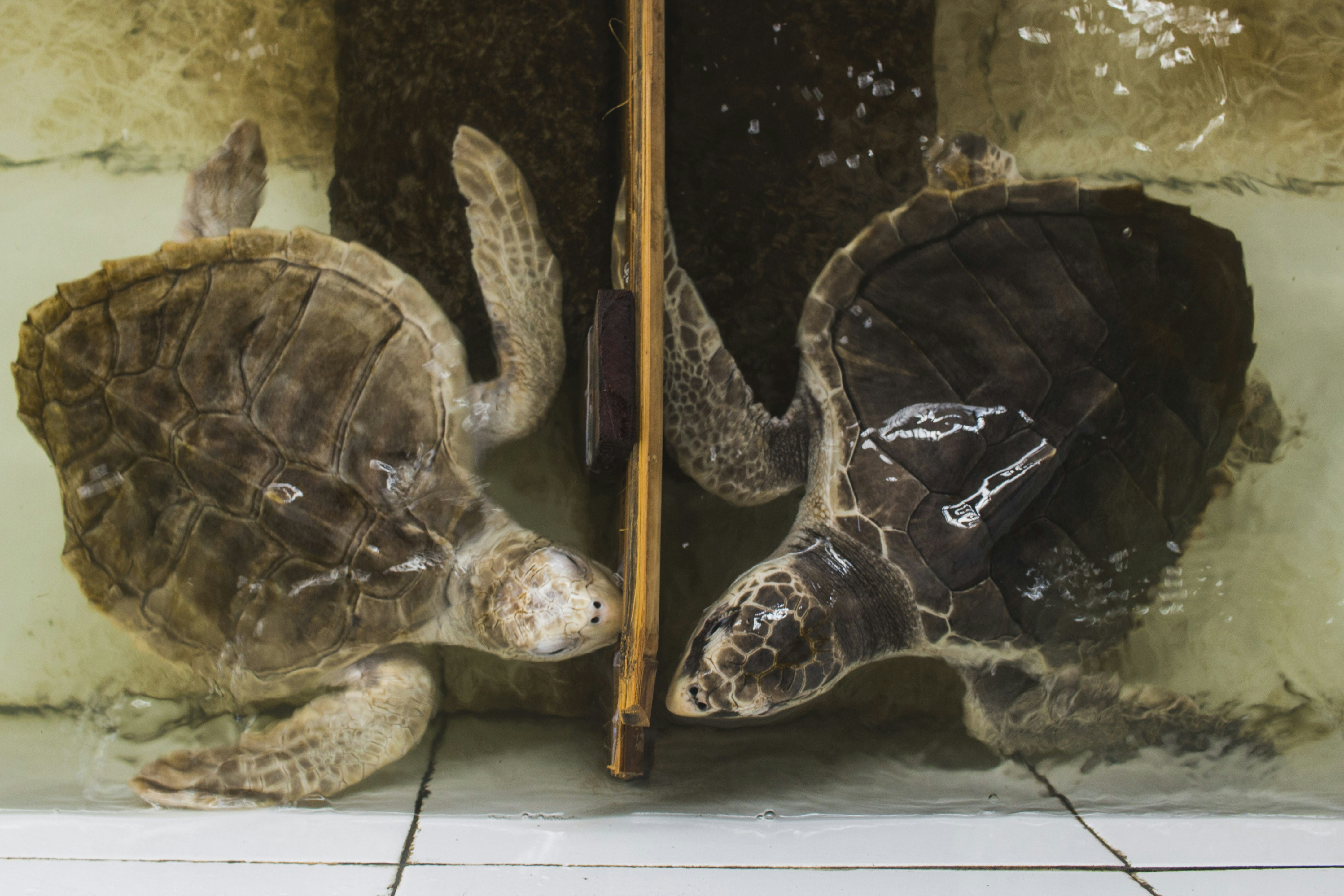 a turtle with a sword, Two young olive ridley sea turtles swimming in local sanctuary