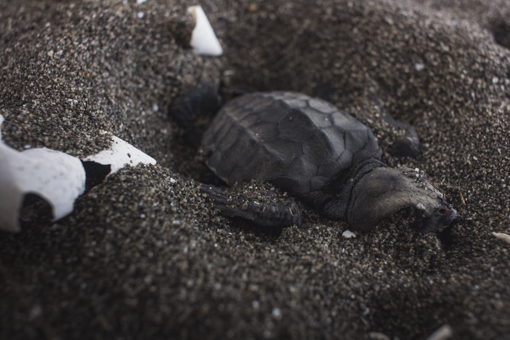 a turtle on the ground