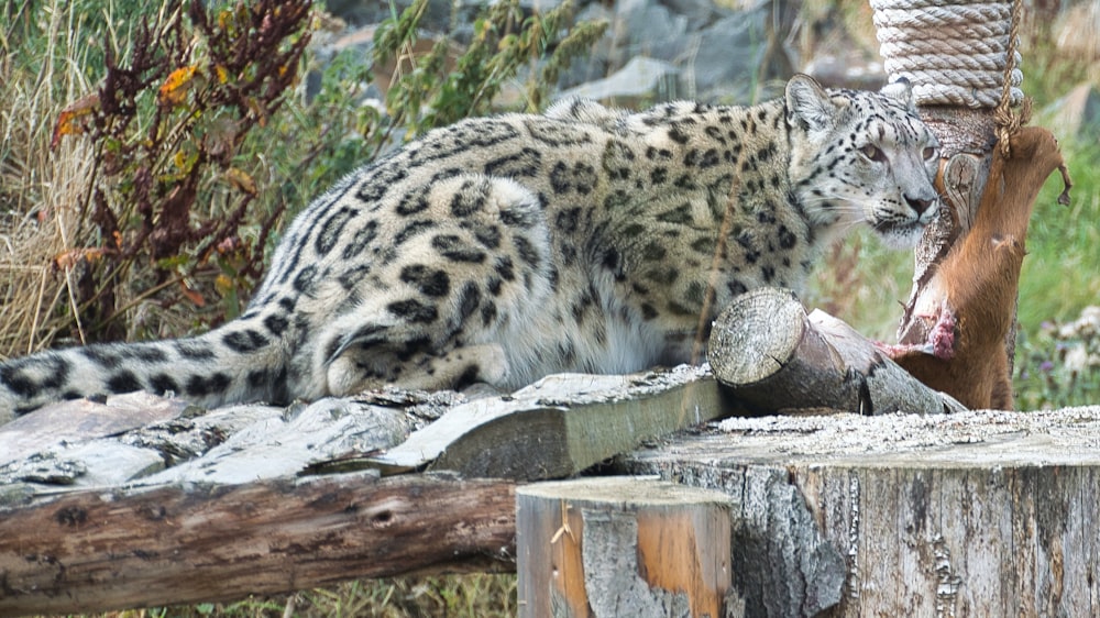 a white and black spotted cat lying on a log