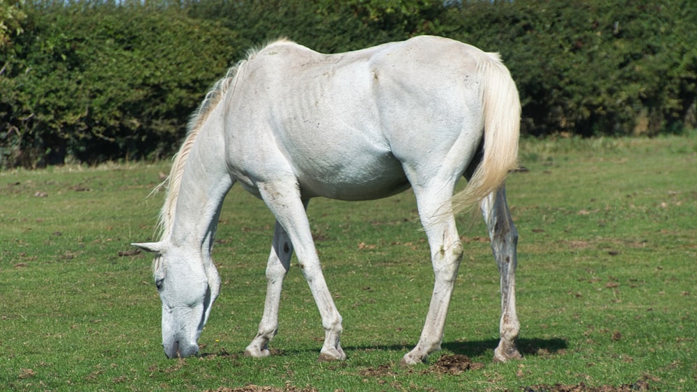 a white horse eating grass