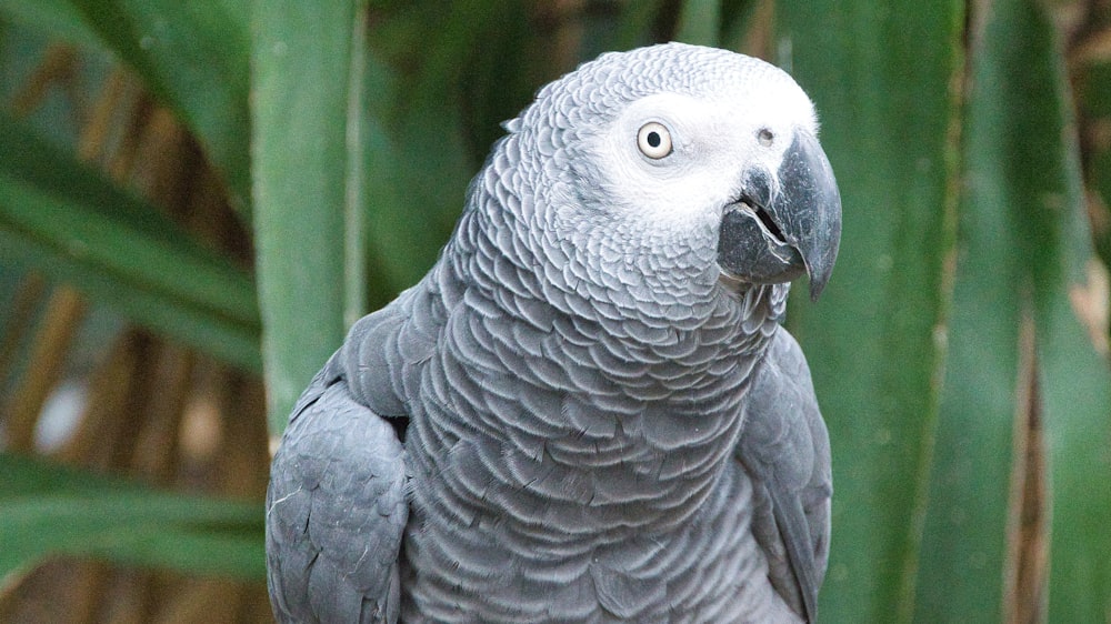 a grey bird with a blue beak