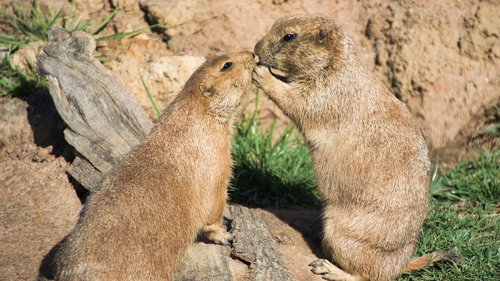 two animals next to each other