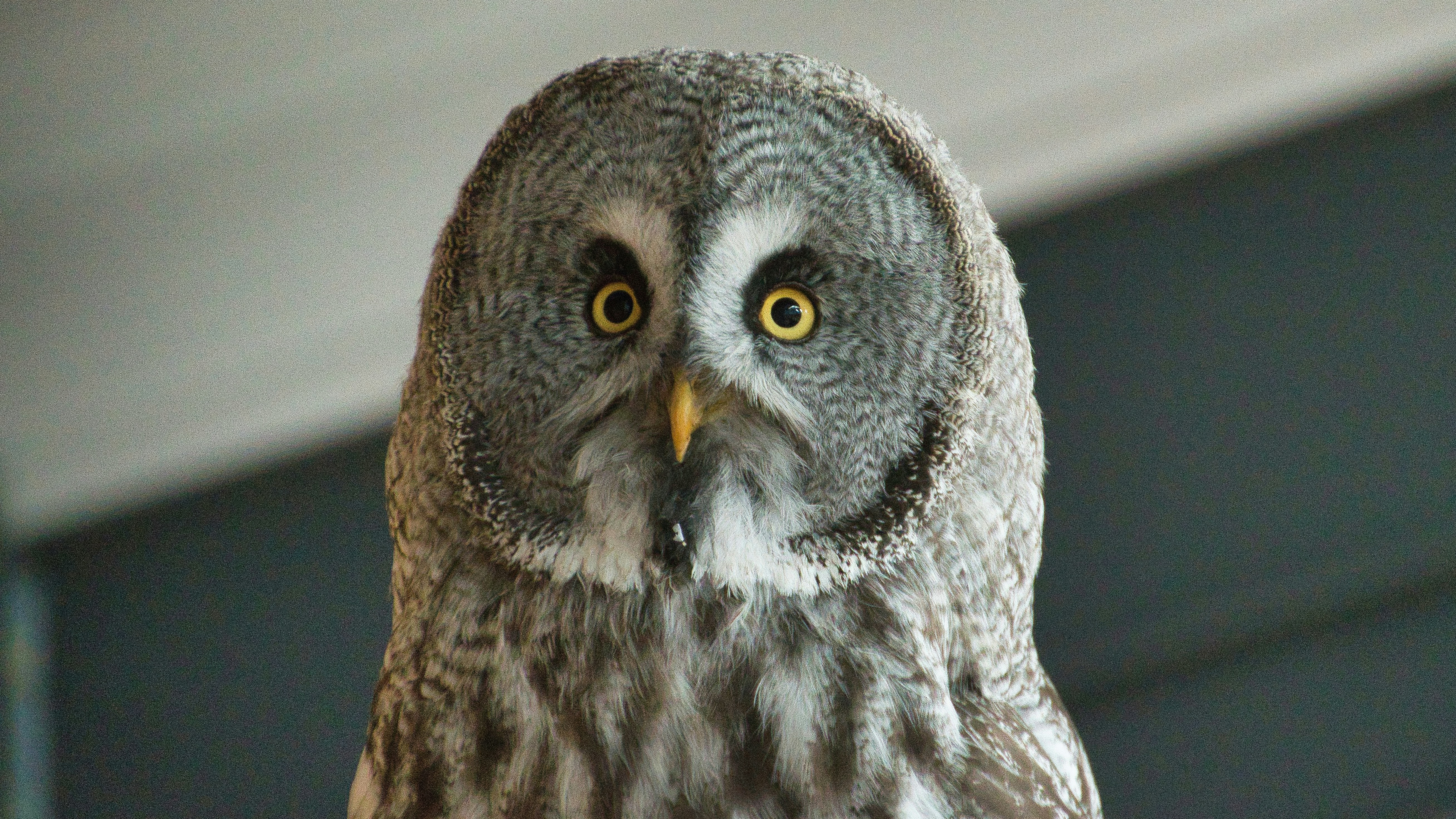 a white and grey owl