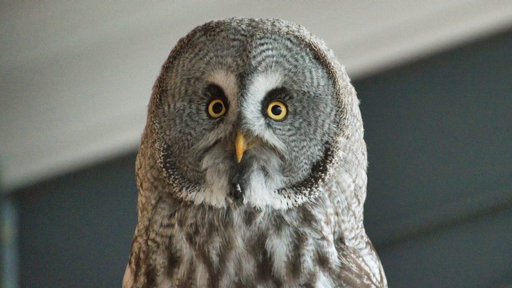 a white and grey owl