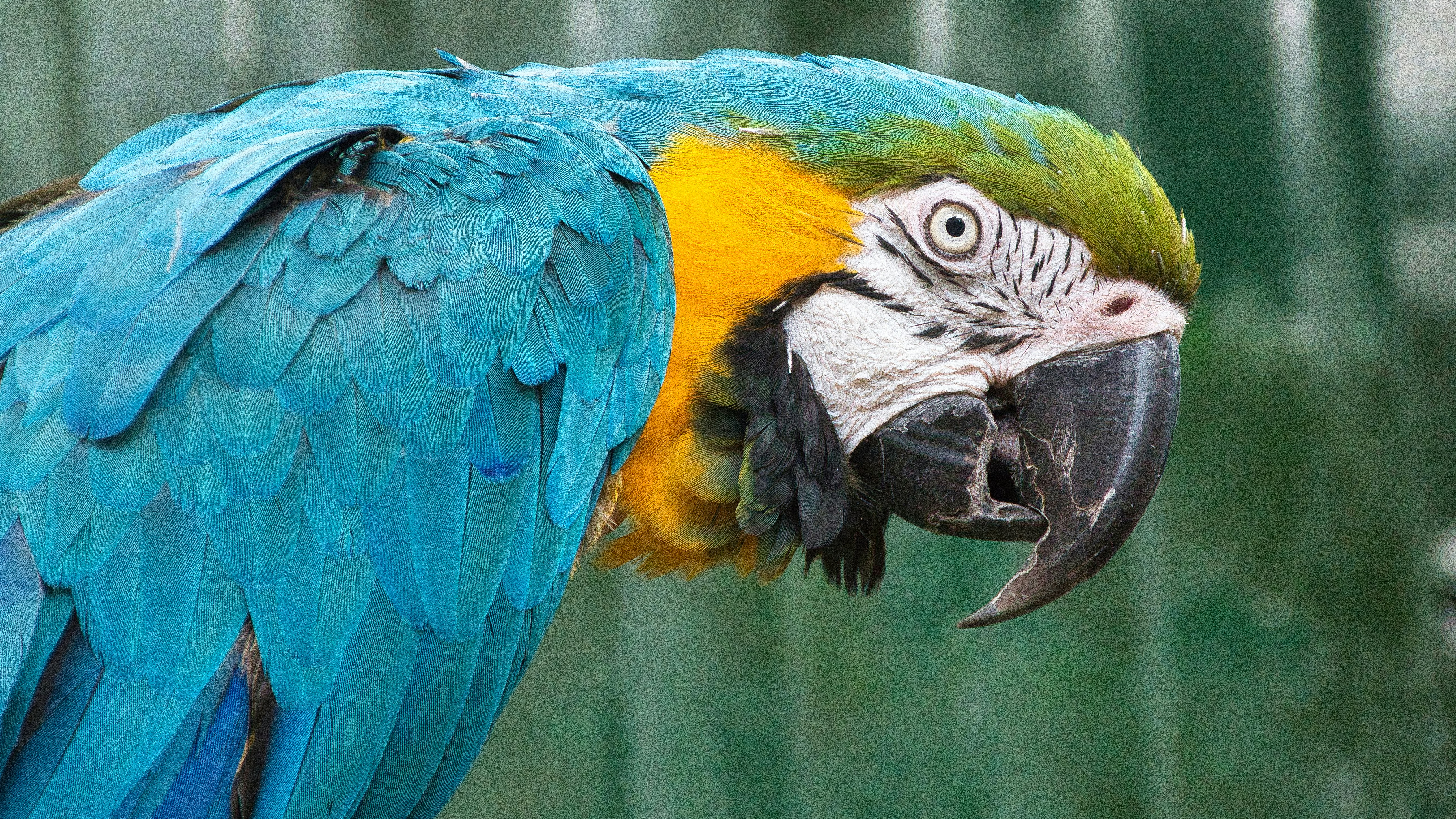 a blue and yellow bird