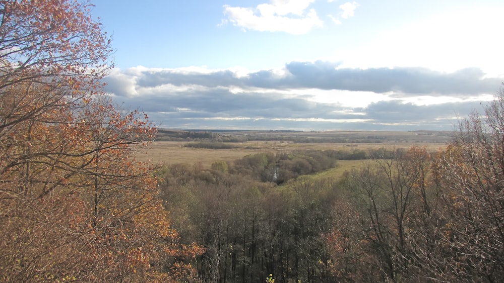 a landscape with trees and bushes