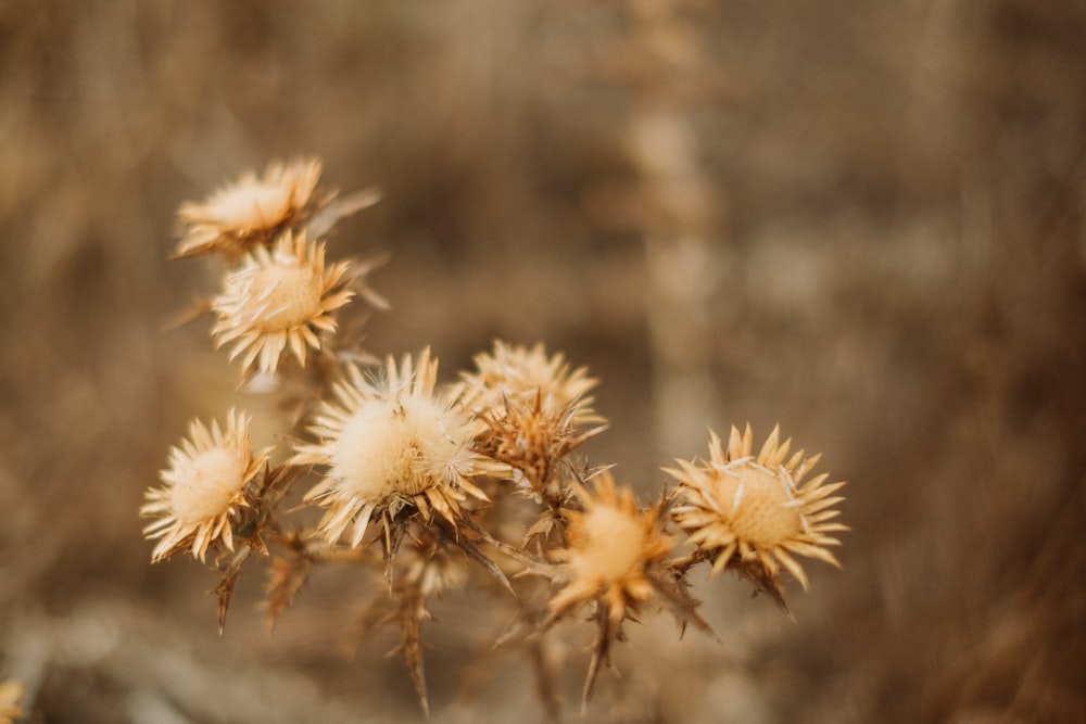 a close up of a plant